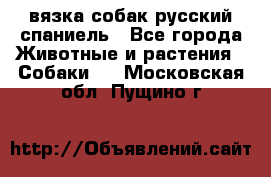 вязка собак русский спаниель - Все города Животные и растения » Собаки   . Московская обл.,Пущино г.